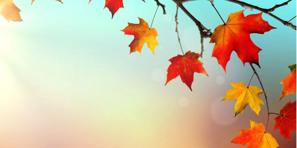 Banner Herfst.jpg